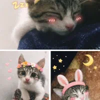 بچه گربه نر