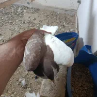 دو تا کفتر نر جوان چپ و ساده|پرنده|مشهد, ثامن|دیوار