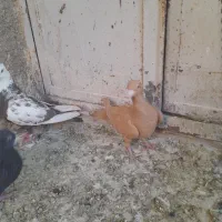 کبوتر دمبی.سیاه.زرد