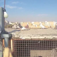 کبوتر گرفتنی|پرنده|مشکین‌دشت, |دیوار