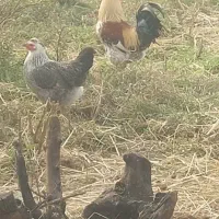 فروش اردک ،مرغ و خروس محلی