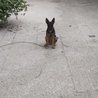 سگ ژرمن