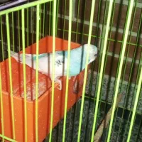 چندعدد پرنده به فروش میرسد|پرنده|لاران, |دیوار