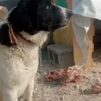 واگذاری سگ قدرجونی اصیل