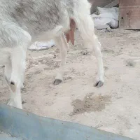 بز ماده با بزغاله|حیوانات مزرعه|رامشیر, |دیوار