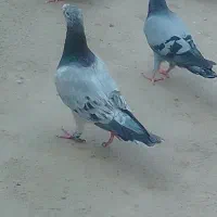 8000