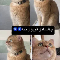 گربه نر بالغ گلد|گربه|بناب, |دیوار