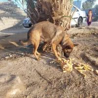 نخل خرما|گل و گیاه طبیعی|ایرانشهر, |دیوار