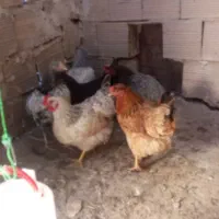 مرغو خروس و بوقلمون بیوتی 6 و غاز|حیوانات مزرعه|الوند, |دیوار