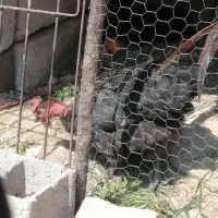 مرغ تخمگذار