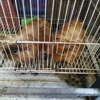 خوکچه هندی فشن یک جفت