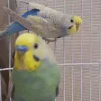 مرغ عشق رینبو رنگین کمانی گلد فیس رنگ خاص