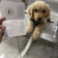 واگذاری توله گلدن رتریور