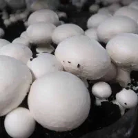 فروش قارچ فله و بسته بندی ، عمده و خرده فروشی|خوردنی و آشامیدنی|گرگان, |دیوار