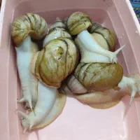 حلزون پانچیک