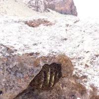 عسل وحشی ارگانیگ|خوردنی و آشامیدنی|سردرود, |دیوار