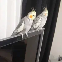 عروس هلندی جفت