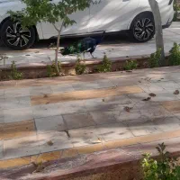 طاووس|پرنده|مشهد, وکیلآباد|دیوار