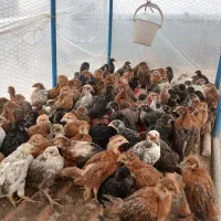 جوجه مرغ و خروس محلی