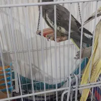 عروس هلندی گم شده|حیوانات|دهلران, |دیوار