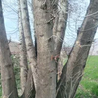 خریدانواع چوب