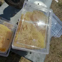 عسل طبیعی  درمانی
