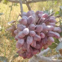 خرید پسته پوک وگو و نخودی روآبی