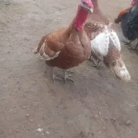 بوقلمون برنزه