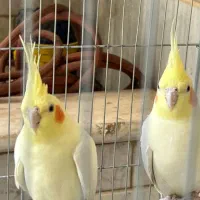 یک جفت عروس همراه قفس و وسایل|پرنده|قم, حنیف نژاد|دیوار