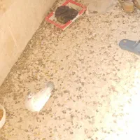 کفتر|پرنده|بندر ماهشهر, |دیوار