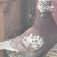 کفتر