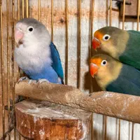 کوتوله برزیلی پاربلو