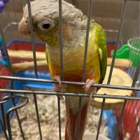 طوطی گرینچیک نر