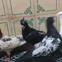 کفتر کله سینه سفید