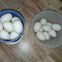 تخم نطفه دار اردک محلی