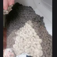 نخ قالی دست باف  فرش