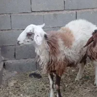 بره نر