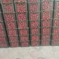 گوجه