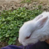 حیوان خانگی بامزه۲۰۰
