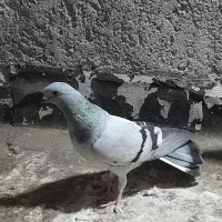 شش تانر باهم بهبهان|پرنده|اهواز, بهارستان|دیوار