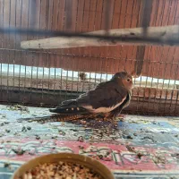 عروس هلندی جوان|پرنده|رودسر, |دیوار