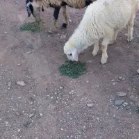 میش