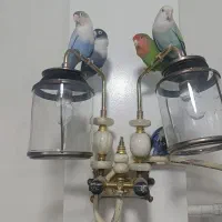 طوطی برزیلی نر و ماده جفت