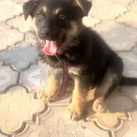 توله سگ ژرمن اصل واگذار میگردد|سگ|شهریار, اصیل آباد|دیوار