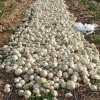 گروه پیازکن 8نفری قیمت مناسب|خدمات پیشه و مهارت|جیرفت, |دیوار