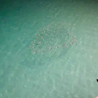 گچکار نیمچه اوستا