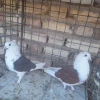 دو جفت کبوتر
