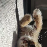 واگذاری گربه