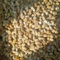 توت خشک درجه یک کردستان .فروش به صورت عمده|عمده‌فروشی|رشت, چله خانه|دیوار