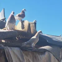 گمشده|حیوانات|کرمان, |دیوار